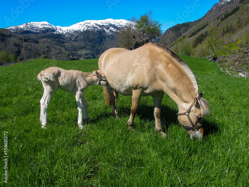 Obraz na plátne Norwegian fjord horse with foal 4