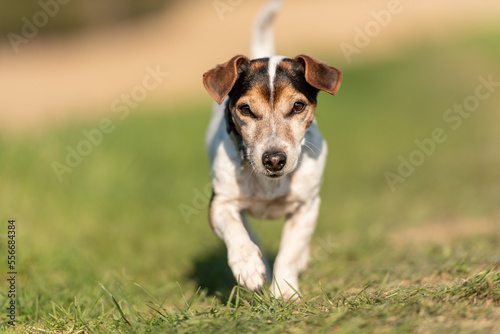 Portrait of a 12 years old Jack Russell Terrier dog outdoor in nature.