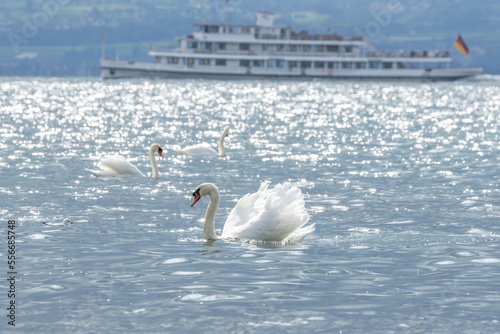 Wasservögel am Bodensee
