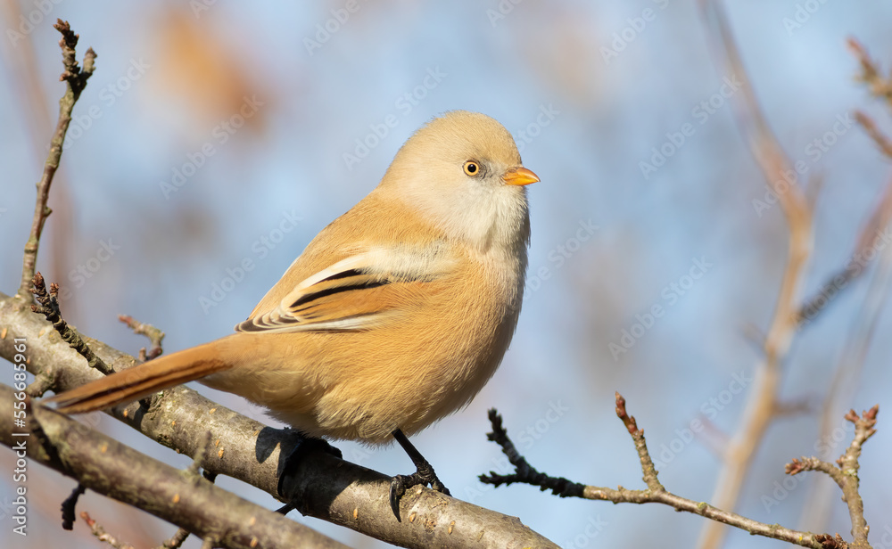 Bearded reedling, Panurus biarmicus. The female sits on a branch. Close-up of the bird Bearded reedling, Panurus biarmicus. The female sits on a branch. Close-up of the bird