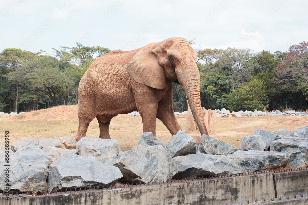 Elephante - Elefante