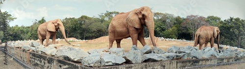 Elephante - Elefante photo