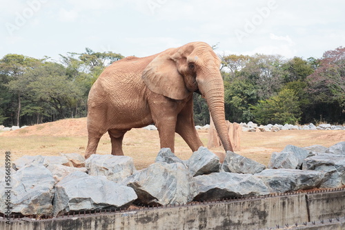 Elephante - Elefante photo