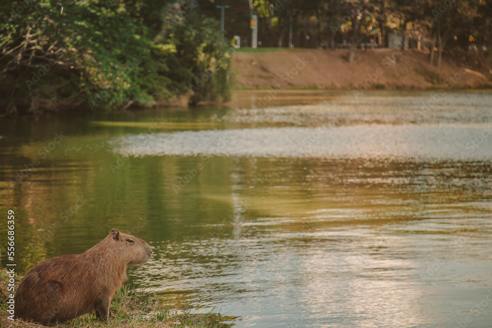 Capivara Pampulha - Belo Horizonte Brazil Capivara Pampulha - Belo Horizonte Brazil