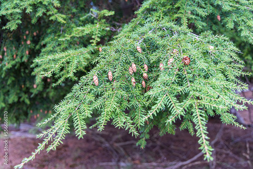 Tsuga heterophylla conifer or western hemlock tree closeup with hanging little cones photo