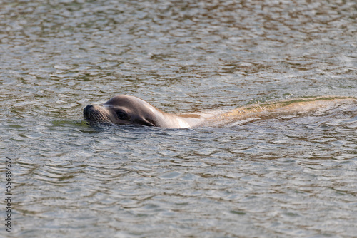 Seals in its natural habitat swimming in Dutch North Sea (Noordzee) The earless seals phocids or true seals are one of the three main groups of mammals within the seal lineage, Pinnipedia, Netherlands