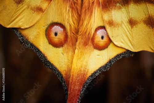 Detail of yellow wings with eyes on a huge nocturnal moth from the wild, a yellow-red Comet moth, Argema mittrei, male, isolated on a dark tree trunk. Madagascar. photo