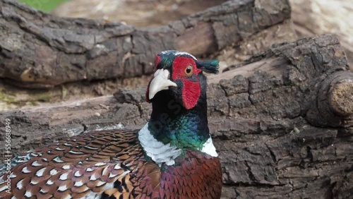 Close up of a European male cock pheasant in a natural wild woodland environment 