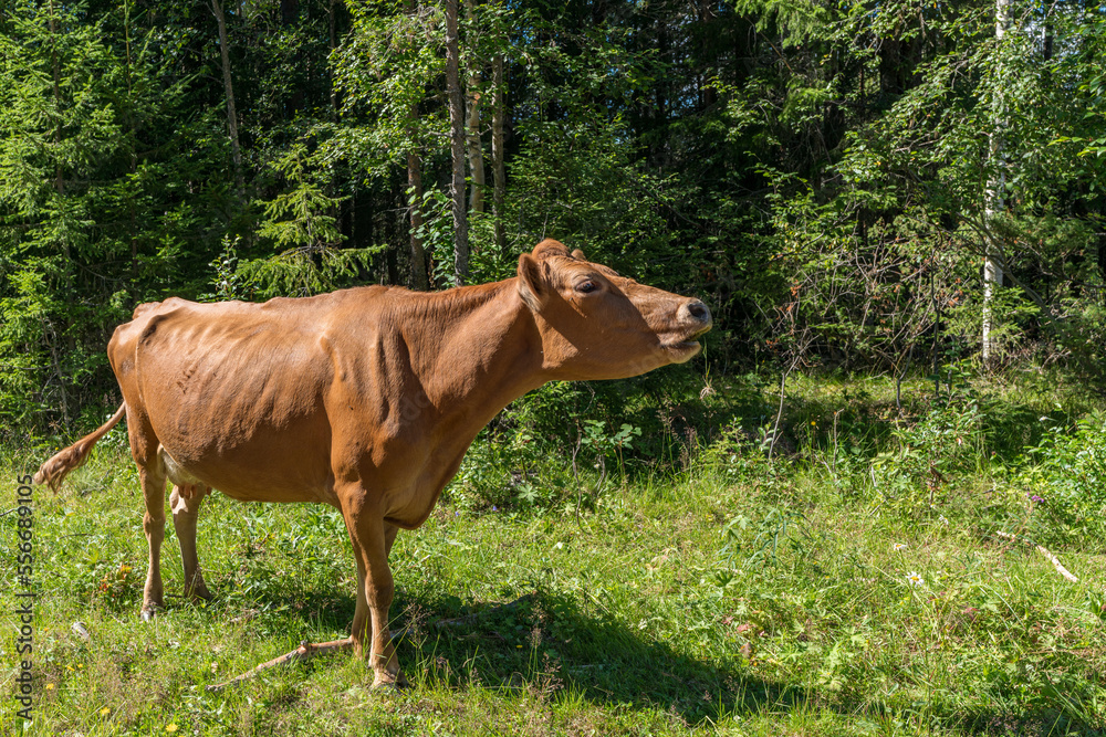 Brown cow grazing outdoors in sunlight Brown cow grazing outdoors in sunlight