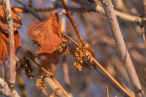 A dry autumn leaf on a tree branch on a winter day.