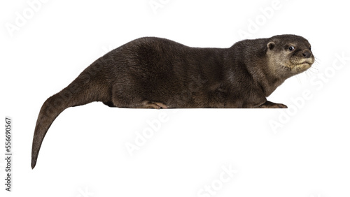 Cute young Asian small clawed otter aka Aonyx cinerea, standing side ways on edge. Looking towards camera. isolated on a transparent background. © Nynke