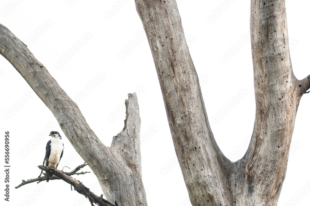 Augur buzzard sitting on tree Augur buzzard sitting on tree