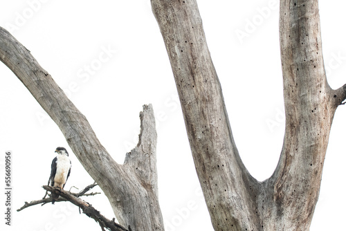 Augur buzzard sitting on tree photo