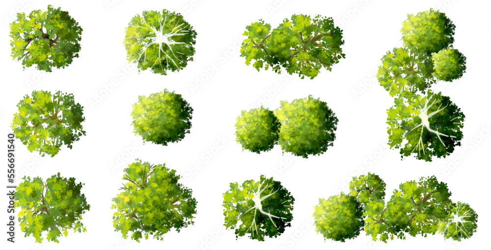 Vector watercolor of blooming tree top view isolated on white background for landscape plan and architecture drawing, elements for environment and garden,botanical elements ,blooming flowers in spring