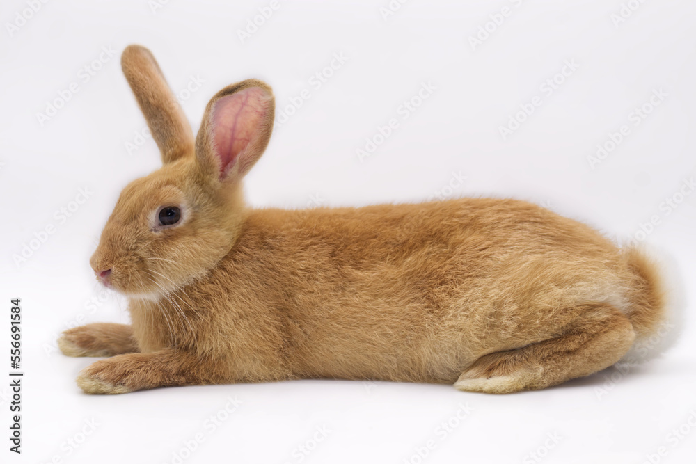 orang rabbit on white background orang rabbit on white background