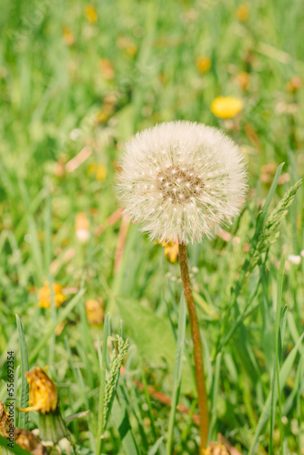 Dandelion. White dandelion cap on green meadow background. Medicinal plants