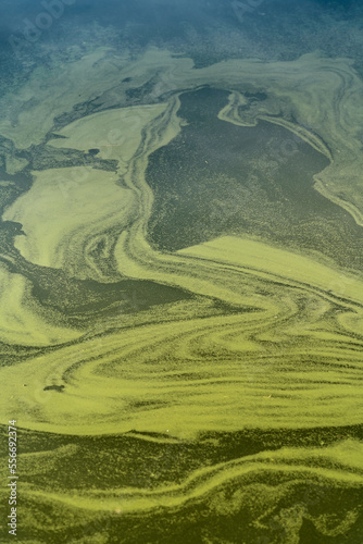 Abstract background of green water with duckweed