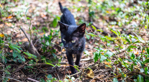 A cute black native Thai kitten walks on grass outdoors in the park in the sunlight morning. © NARONG