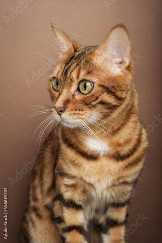Fototapeta Naklejka Na Ścianę i Meble -  Funny muzzle of a Bengal cat on a brown background.
