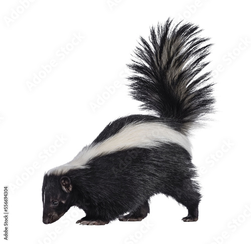 Cute classic black with white stripe young skunk aka Mephitis mephitis, standing side ways. Looking  towards floor with tail high up. Isolated cutout on transparent background. photo