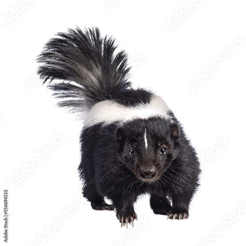 Cute classic black with white stripe young skunk aka Mephitis mephitis, standing facing front. Looking straight at lense with tail high up. Isolated cutout on transparent background.