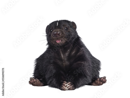 Funny shot of Cute classic black with white stripe young skunk aka Mephitis mephitis, sitting on its ass. Looking straight at lense while sticking out tongue. Isolated cutout on transparent background