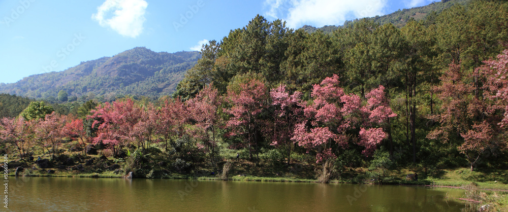 Cherry Blossom Tree Beside the Lake