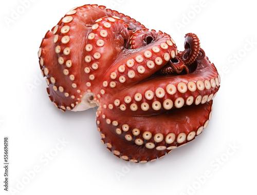 boiled octopus, Japanese cuisine ingredient photo