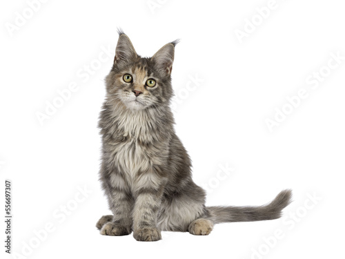 Cute blue tortie Maine Coon cat kitten, sitting up front. Looking towards camera. Isolated on a transparent background. photo