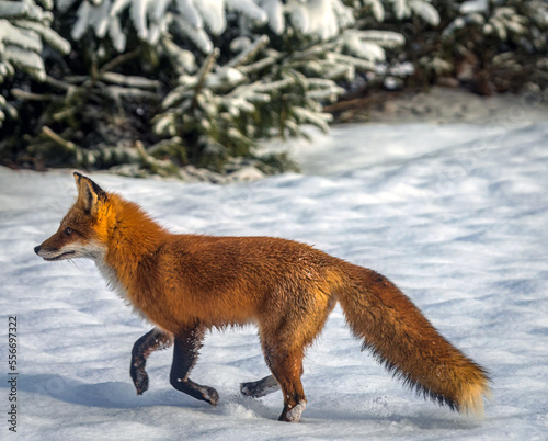 red fox in the snow