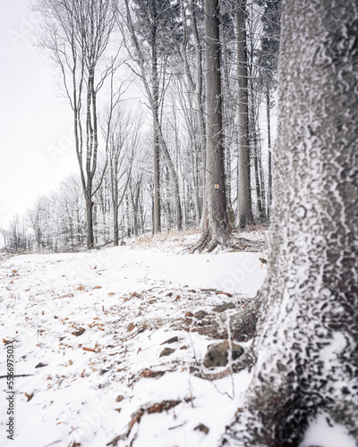 Pathway in the forest in winter