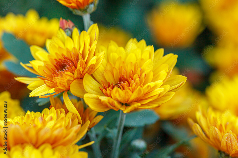 beautiful bushes of yellow chrysanthemum flowers beautiful bushes of yellow chrysanthemum flowers