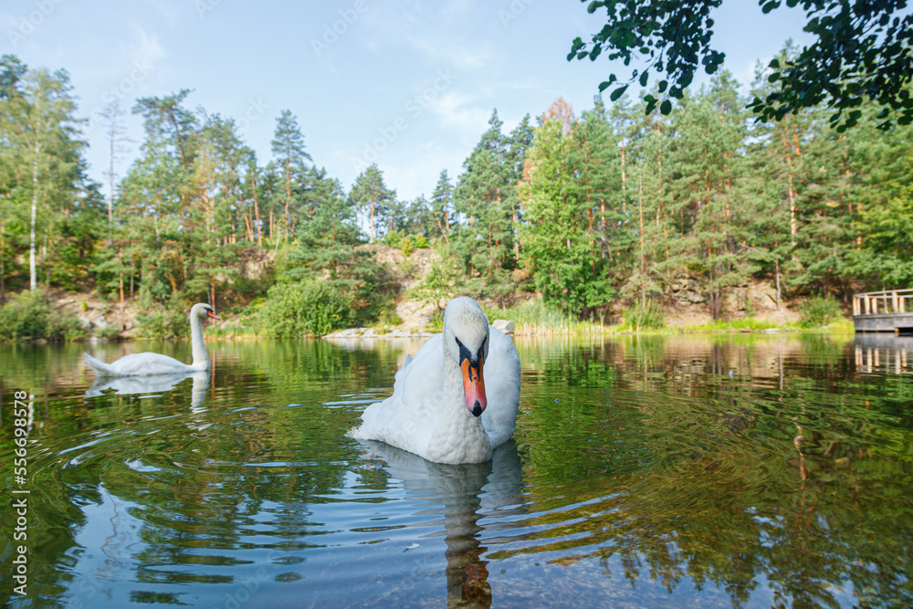 beautiful lake with a canyon on which swans swim with a blue sky beautiful lake with a canyon on which swans swim with a blue sky