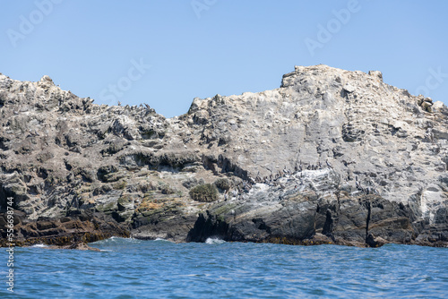 Pelicans on a huge rock in the sea at Isla Maiquillahue near Valdivia, Chile