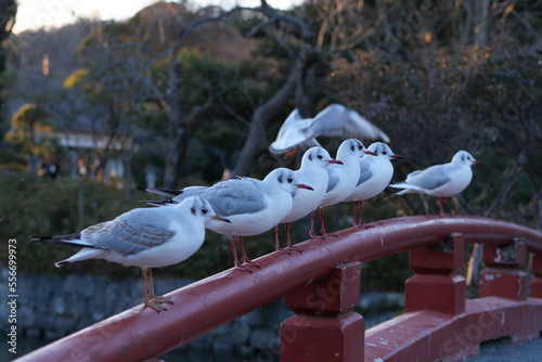 かもめ