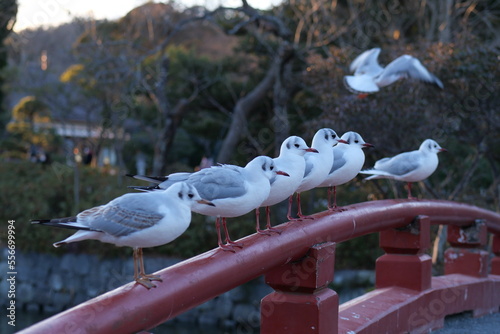 かもめ