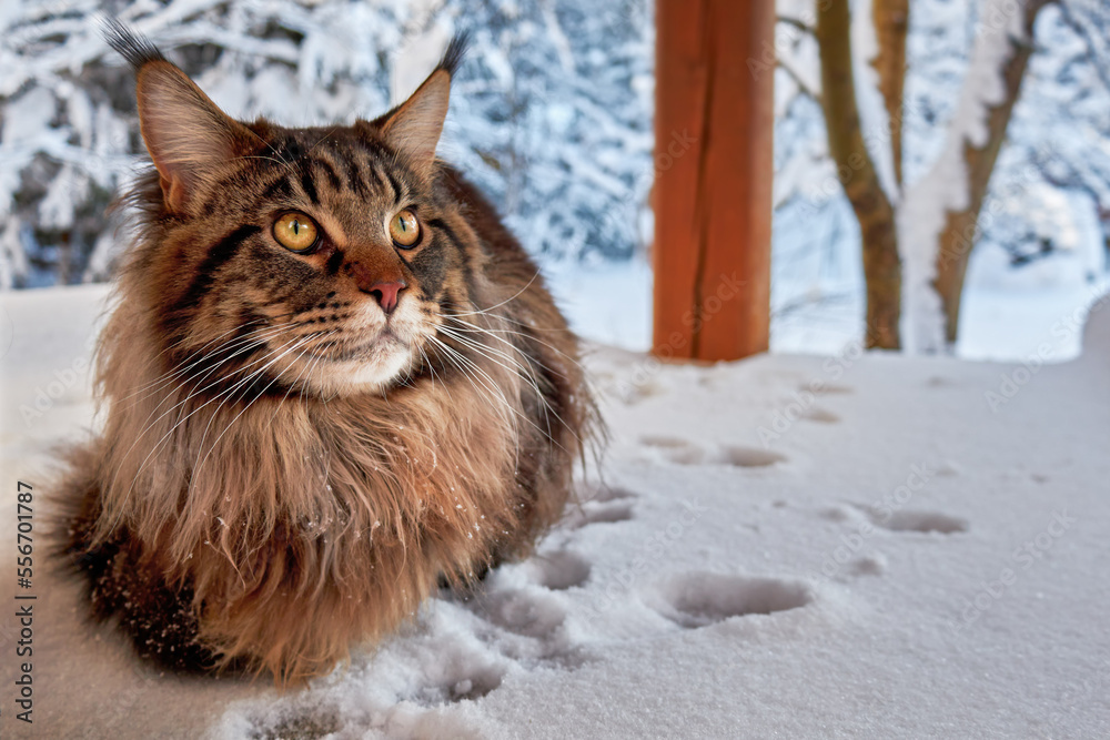 Beautiful portrait of big maine coon cat in winter sunny snowy park on frost winter background. Copy space.