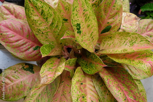 Selective focus of Aglaonema Big Roy plant. Aglaonema Big Roy is a spectacular beauty whose leaves grow big and are round in shapes with beautiful color combination of greens, orange and pinkish. photo