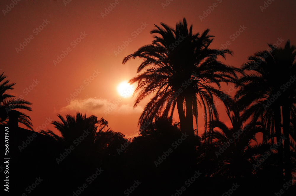 Fototapeta premium Atardecer en tonos amarillos y narajas con palmeras en silueta