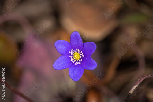 Common Hepatica or Anemone Hepatica, Blue Blossom Wild Flower. Violet Purple Hepatica Nobilis, First Spring Flower in the Blurred Background of Nature.