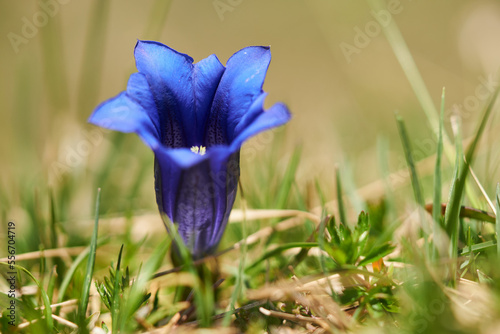 Enzian-Gentiana alpina photo