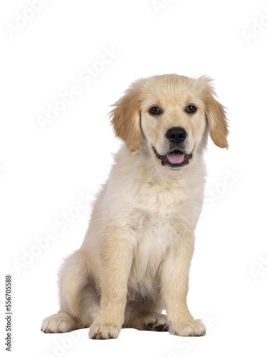 Adorable 3 months old Golden retriever pup, sitting up facing front. Looking towards camera with dark brown eyes. Isolated on a transparent background.