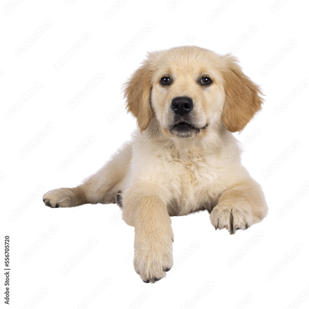 Adorable 3 months old Golden retriever pup, laying down facing front on edge. Looking towards camera with dark brown eyes. Isolated on a transparent background.