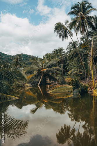 tropical island with trees