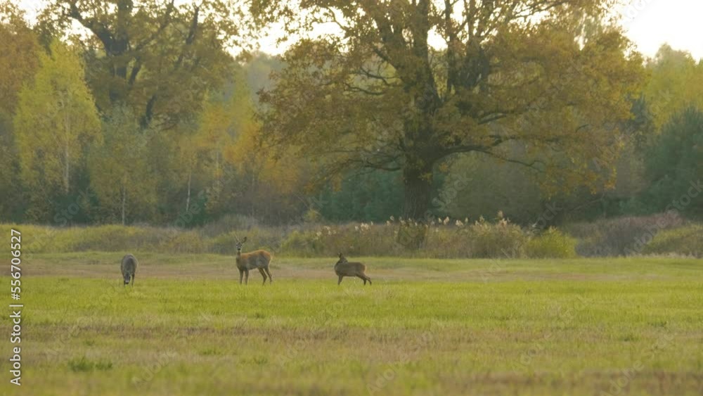Wild Roe Deer pees, Capreolus capreolus, on the plain, autumn in Belarus Europe Wild Roe Deer pees, Capreolus capreolus, on the plain, autumn in Belarus Europe