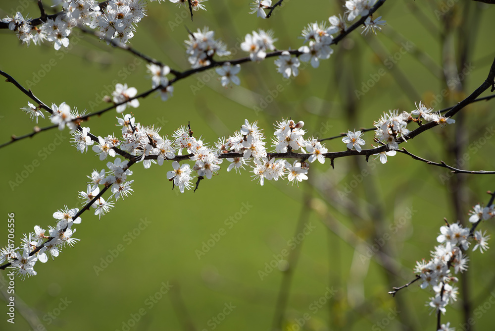 Close-up of the delicate branches of a plum tree, against a green background, in spring. White flowers hang from the branches. Close-up of the delicate branches of a plum tree, against a green background, in spring. White flowers hang from the branches.