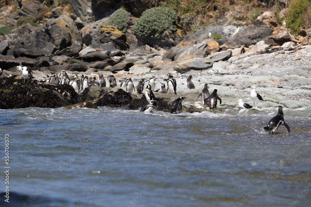 Penguins at the beach of Isla Maiquillahue near Valdivia, Chile Penguins at the beach of Isla Maiquillahue near Valdivia, Chile