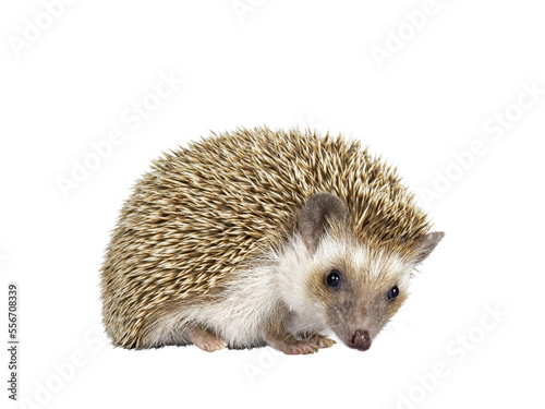 Cute young oak brown African pygmy hedgehog, standing side ways Looking down and away from camera. Isolated cutout on transparent background.