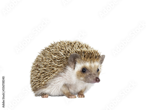 Cute young oak brown African pygmy hedgehog, standing side ways Looking straight ahead away from camera. Isolated cutout on transparent background.