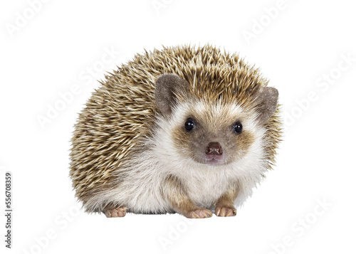 Foto Cute young oak brown African pygmy hedgehog, standing side ways Looking straight ahead to camera
